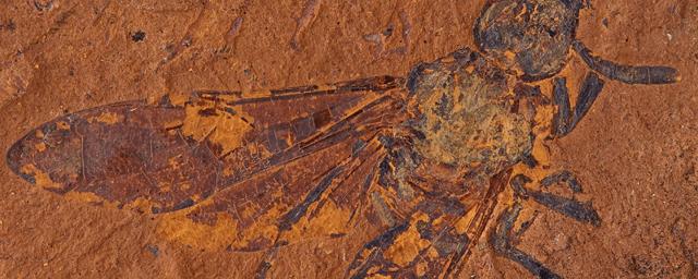 В Пермском крае обнаружили остатки насекомых, живших более 280 миллионов лет назад