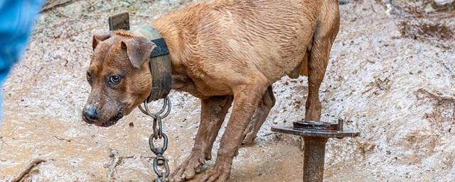 Минюст предложил ввести в России штрафы за жестокое обращение с животными