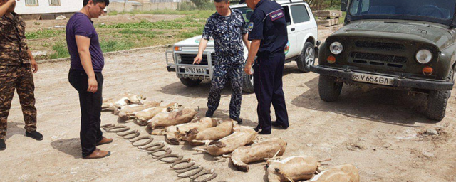 В Каракалпакстане браконьеры убили 11 краснокнижных джейранов