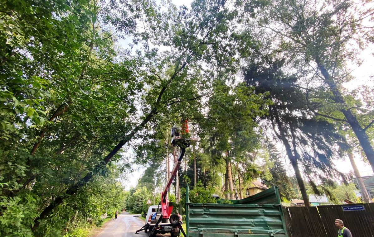 В Городском округе Пушкинский активно ведутся работы по оздоровлению лесных массивов