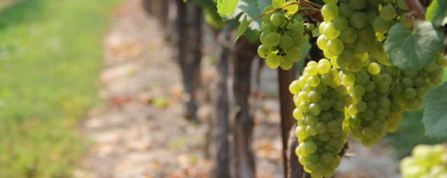 В этом году в Дагестане выросли траты на поддержку виноградарства на 18%