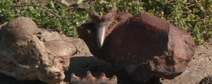 Жители Тюмени нашли уникальную древнейшую ракушку