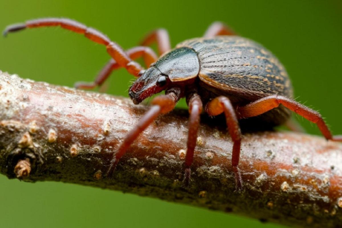 В Мордовии на 70,5% выросла заболеваемость клещевым боррелиозом