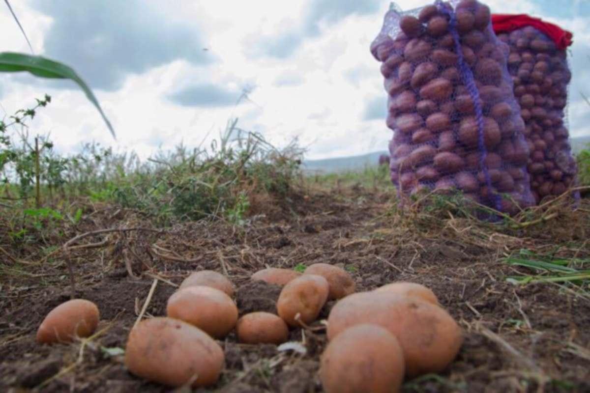 Владимирский СПК «Дмитриевы Горы» накажут за нарушения в применении пестицидов при обработке полей