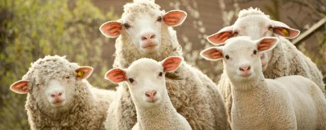 В селе Халеевичи таинственным образом пропало стадо овец