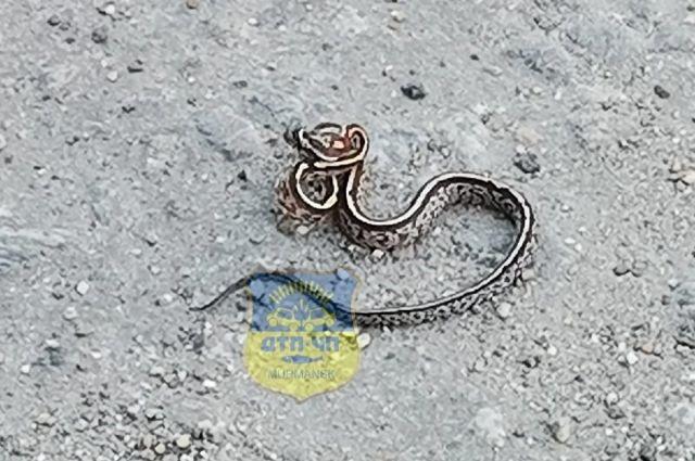 Жители Мурманска заметили змею на городских улицах