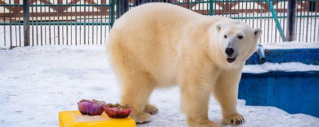 В зоопарке Красноярска в честь наступления зимы медведей угостили тортом