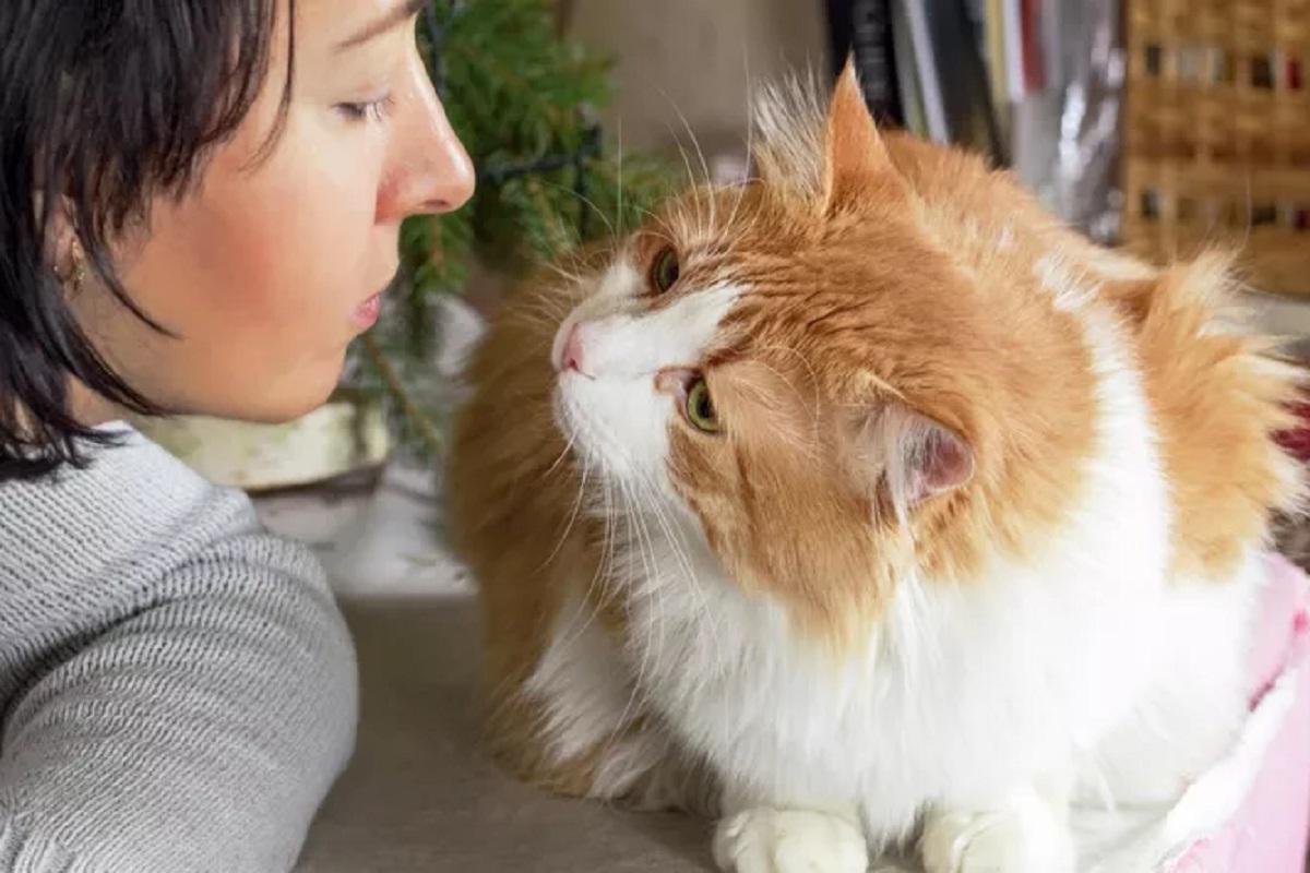 Ученые из Японии выяснили, что кошки могут отличить хозяина по запаху