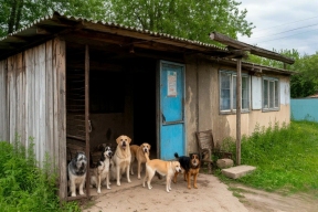 В Удмуртии 537 бездомных животных стерилизовали и вернули в привычную среду обитания