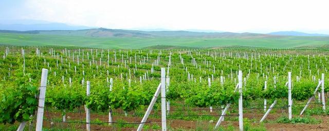Дербентский завод игристых вин ведет весенние полевые работы