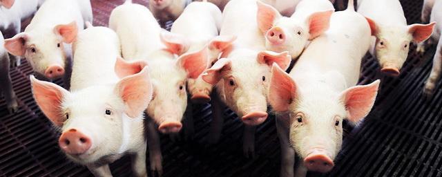 Свиноводы России увеличили производство своей продукции на 10,4%