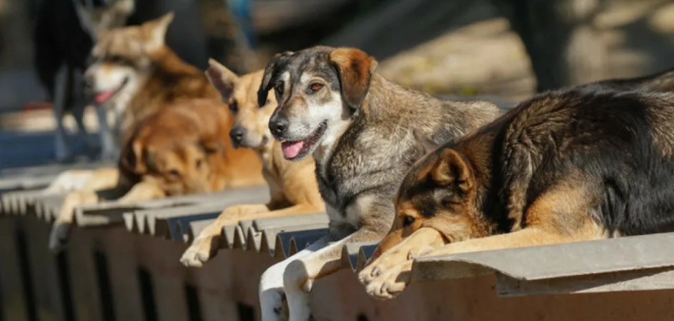 В Краснодаре до конца года стерилизуют более тысячи бездомных животных