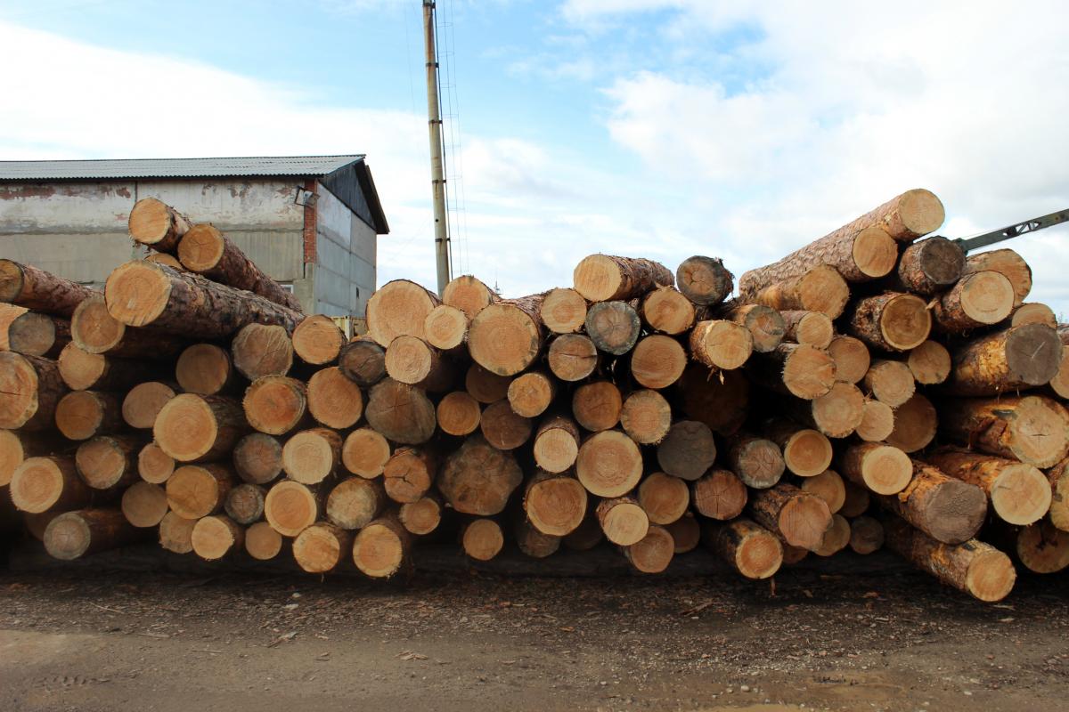 В Хабаровске возбудили дела из-за контрабанды леса в Китай на 3,2 млрд рублей