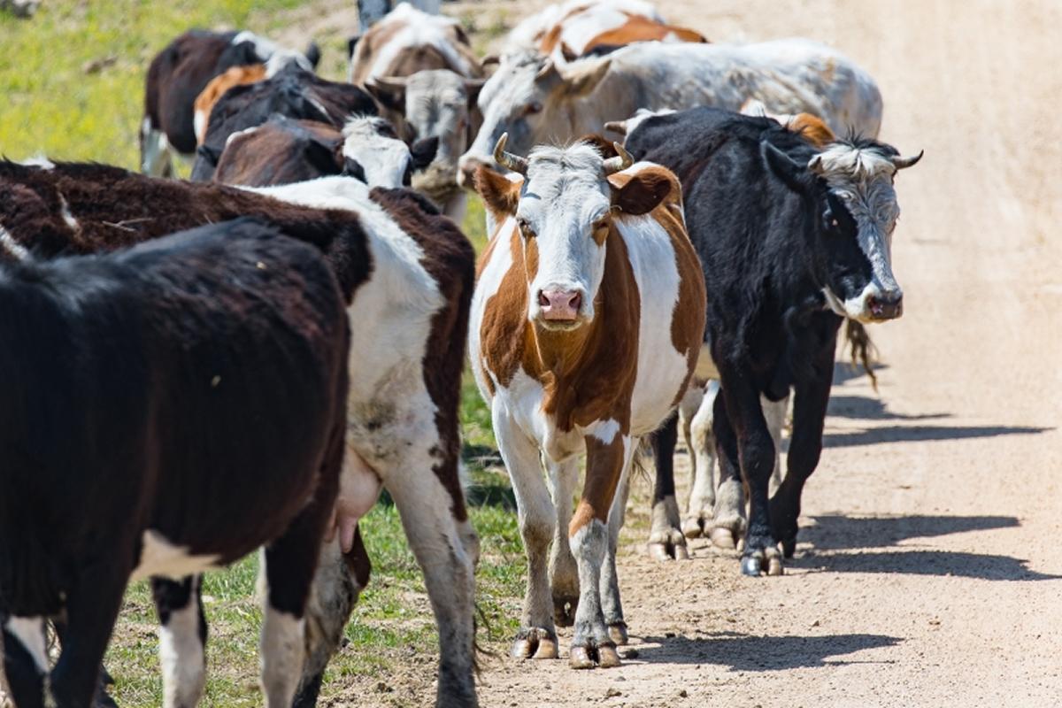 Азербайджан стал главным импортером крупного рогатого скота из Ставрополья