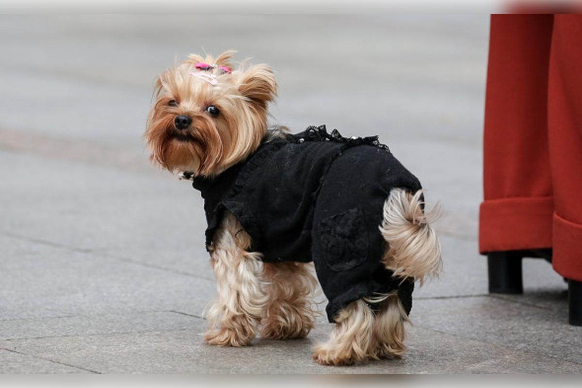 В 2025 году в Московской области удалось привить от бешенства около 20 тысяч животных