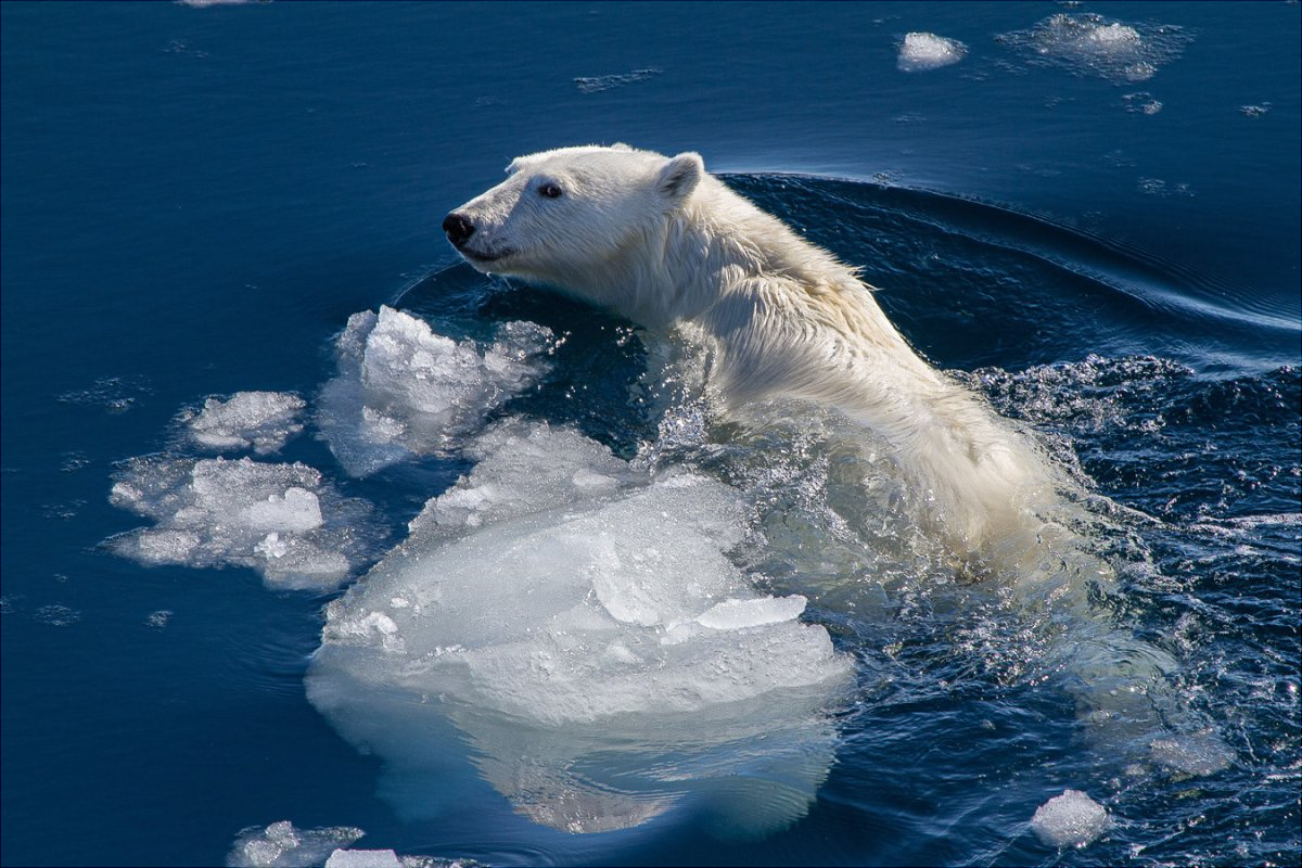 Ученый Мизин: Сокращение площади арктического льда – главная угроза для белого медведя