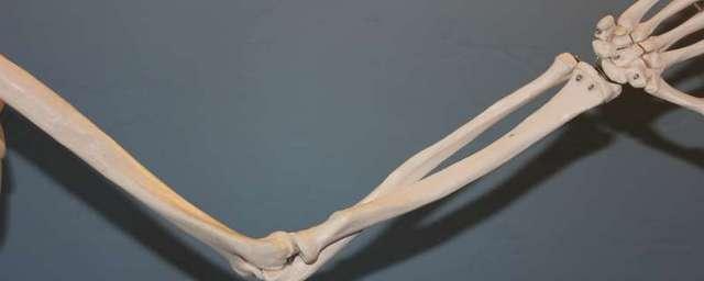 В Австралии предложили способ выращивать кости внутри тела