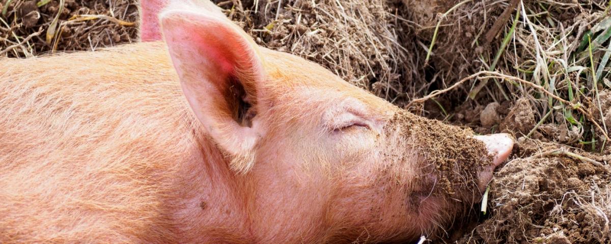 В России проверят производителей свинины из-за распространения АЧС