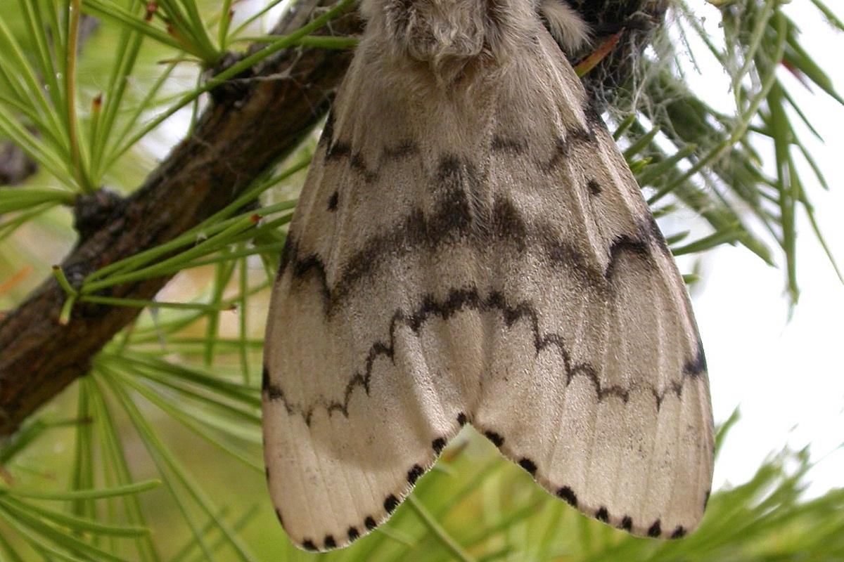 Новосибирские леса атаковал прожорливый непарный шелкопряд