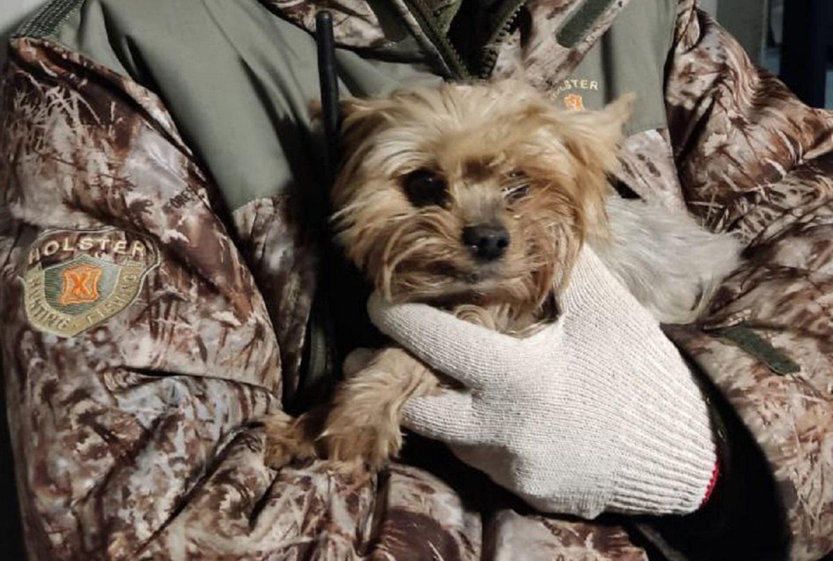 Собаку, выжившую в спрессованном мусоре в Петербурге, назвали Счастливчиком и ищут ей хозяев