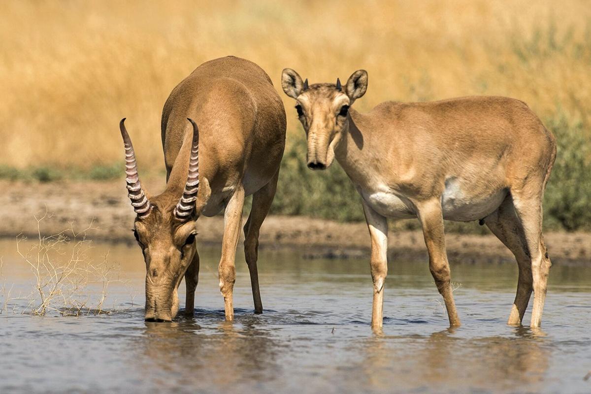 Сайгаки продолжат мигрировать в Саратовскую область до середины осени