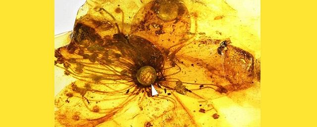 A Fossil Flower Trapped in Amber Had a Mistaken Identity for 150 Years -  The New York Times
