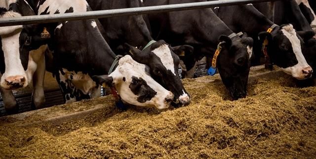 Хозяйства Тверской области полностью обеспечили поголовье скота кормами на зимний период    