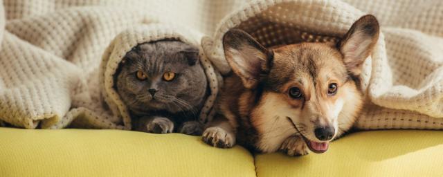 В России жильцы многоквартирных домов смогут ограничивать количество кошек и собак в квартирах