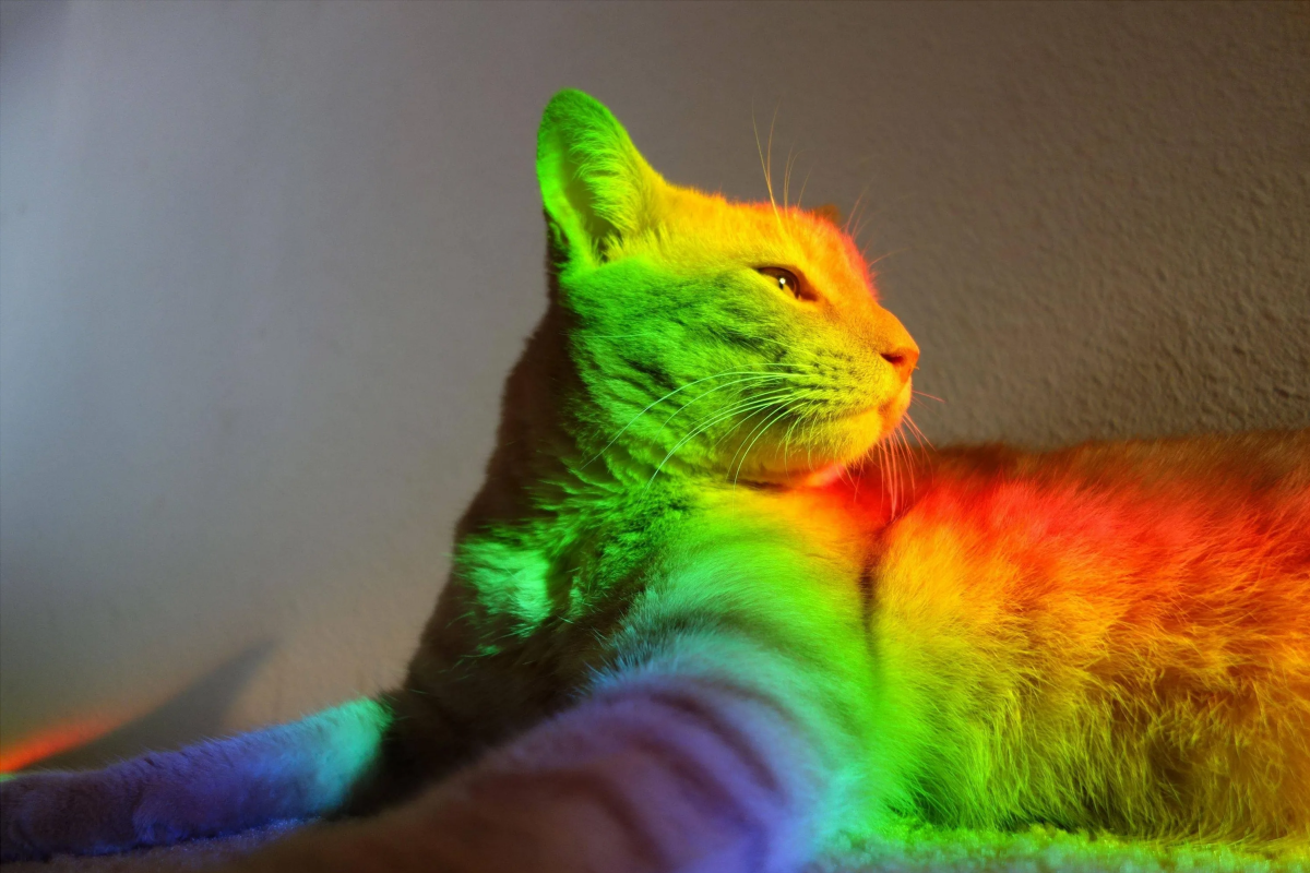 В США предложили вывести породу кошек, которая будет менять окрас при повышении радиационного фона