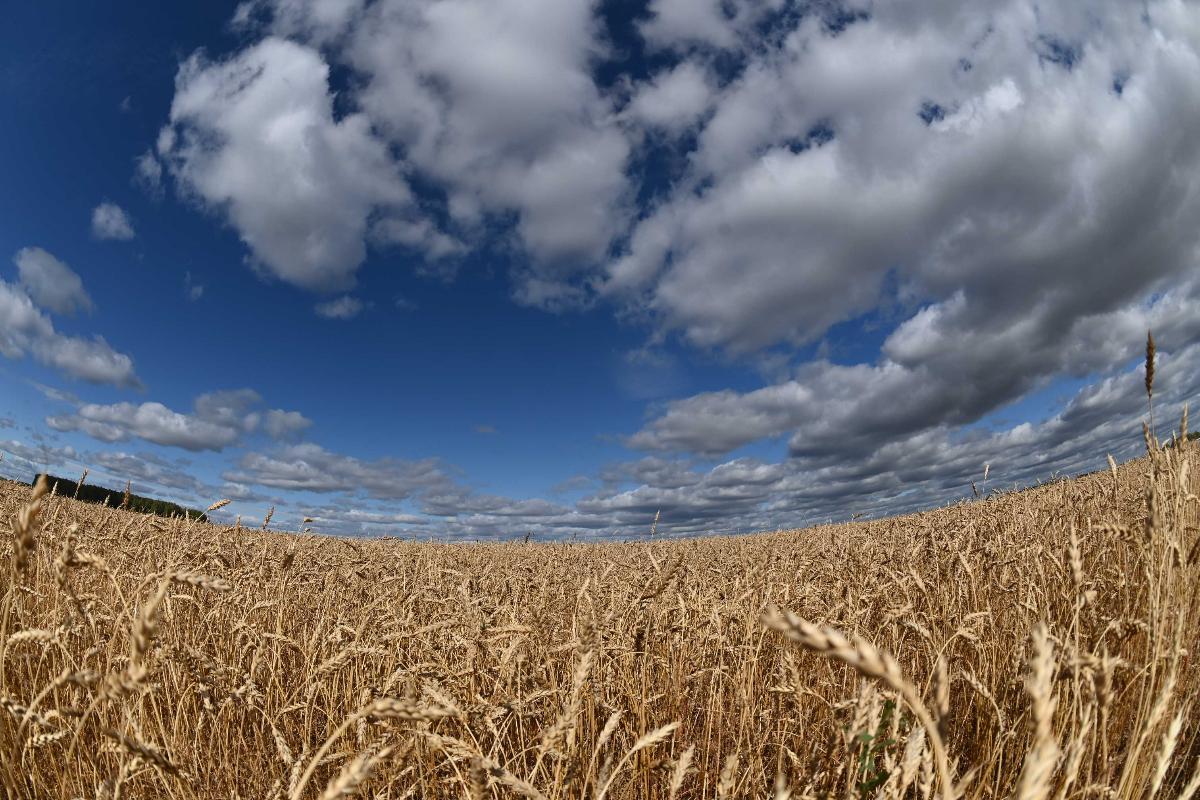 Россельхознадзор не нашел ГМО в пшенице и подсолнечнике, выращенных в Челябинской области