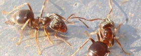 Daily Star: A species of Asian «electric ants» has become a threat in the UK