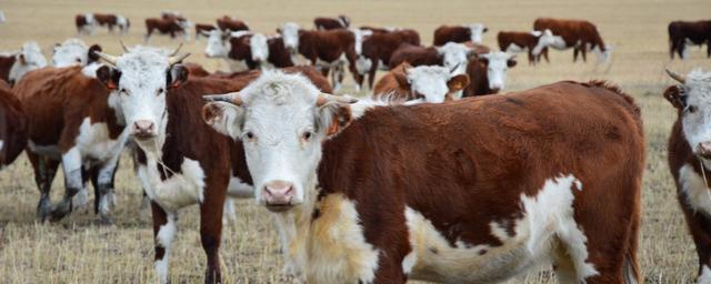 В Омской области из-за плохой воды погибло 100 коров - видео