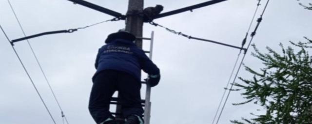 В Ульяновске остановили трамваи, чтобы снять кота с опоры контактной сети