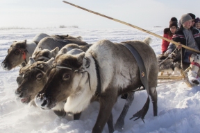 Молодые оленеводы Якутии получат 28 миллионов рублей