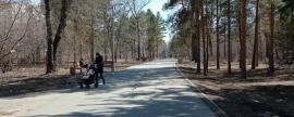 В Омске в парке «Зелёный остров» высадят более 350 деревьев