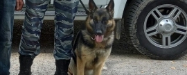 В Югре полицейская собака помогла спасти заблудившегося в лесу пенсионера-грибника
