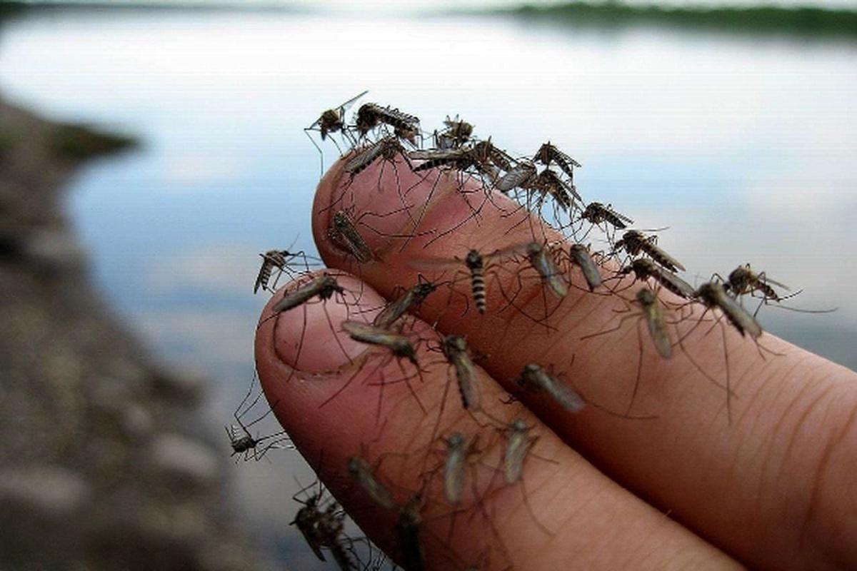 В Алтайском крае через месяц ожидается нашествие комаров
