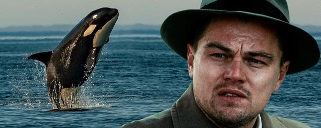 Ди Каприо призвал освободить косаток из «китовой тюрьмы» в Приморье