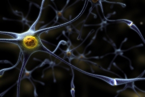 Невролог Гаджиева подтвердила убеждение, что нервные клетки не восстанавливаются