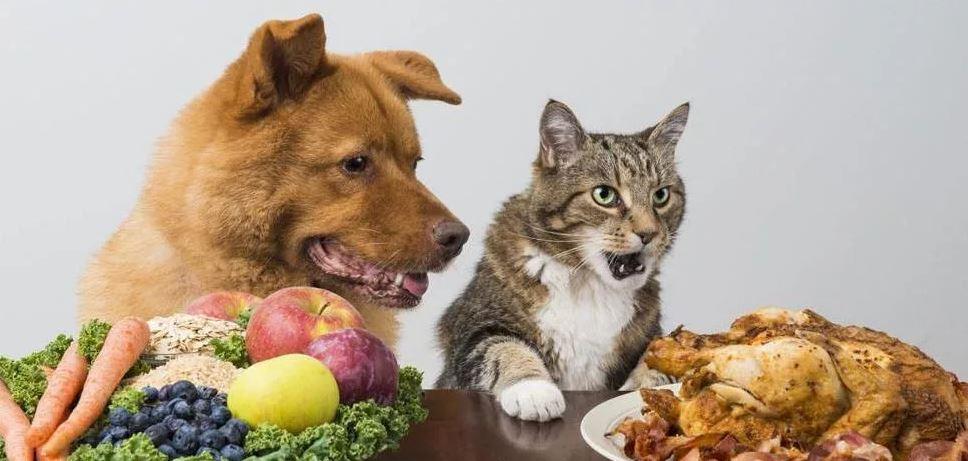 В супермаркетах Британии отмечен дефицит корма для кошек и собак