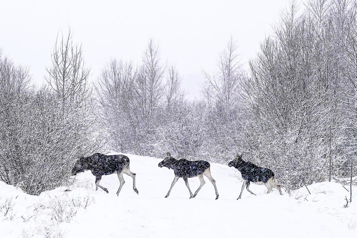 Стало известно, сколько лосей могут застрелить в этом году охотники в Мурманской области