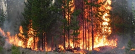 В Пуровском районе ЯНАО вспыхнули новые пожары