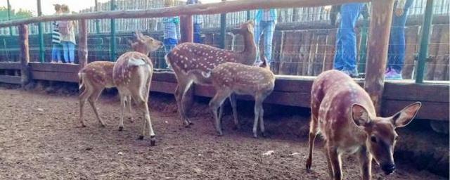 В Набережных Челнах решают судьбу животных зоопарка КСШ «Тулпар»