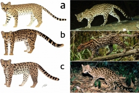 Ученые открыли еще один вид тигровых кошек