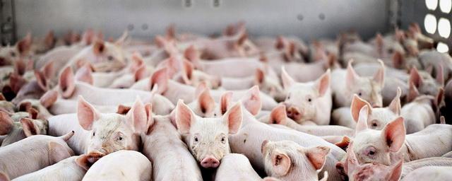 В России производство свиней за январь-апрель 2021 года увеличилось на 2,1%
