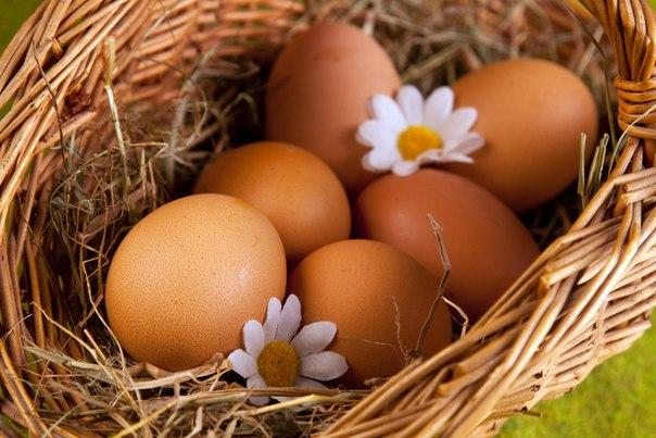 В Брянске ветеринары отобрали у нарушительницы 720 яиц