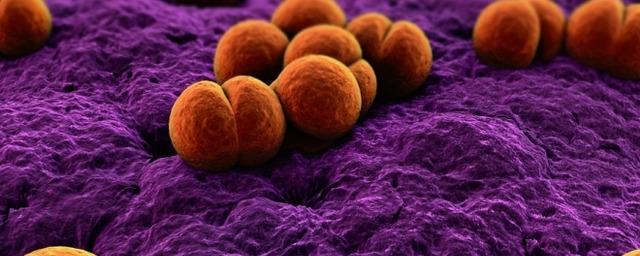 Четверо новосибирцев заболели менингококковой инфекцией