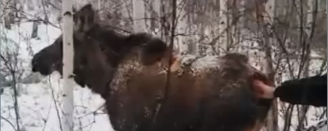 В Татарском районе спасли лося с проникающим ранением