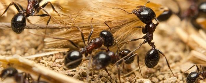 Жительница Красноярского края заразилась гельминтами от муравьев