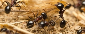 Жительница Красноярского края заразилась гельминтами от муравьев